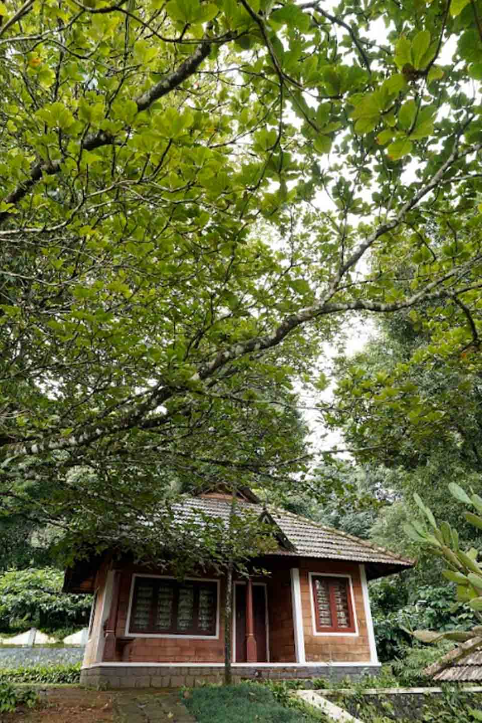 Honeymoon in Coorg featuring misty hills, romantic coffee plantations, luxury cottages, and scenic natural landscapes ideal for couples.