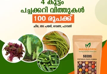 Buy Vegetable Seeds Online: Start Your Kitchen Garden Today