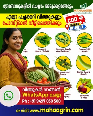 Organic and healthy vegetable seeds for planting at home