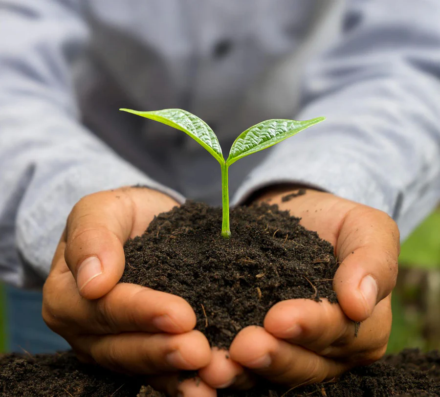 Vegetable seeds sprouting in soil during early growth stage