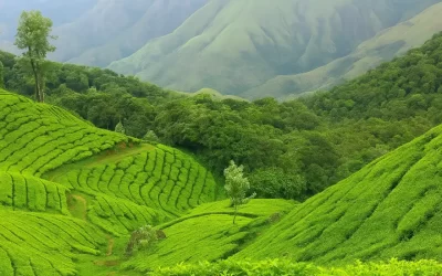 Experience Kerala’s Best Resorts with Stride Hotels & Resorts