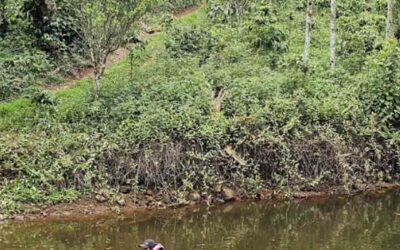 Best Resort in Coorg – Experience Luxury at Misty Woods