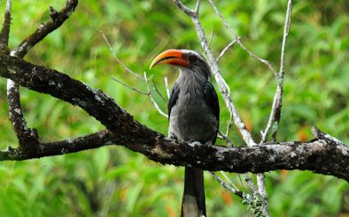 Luxury Wildlife Resort in Thekkady for Memorable Kerala Holidays