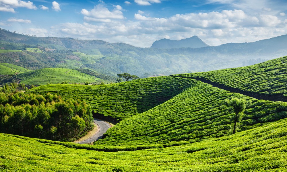Kerala tour packages – green tea estates and winding road in the Wayanad hills